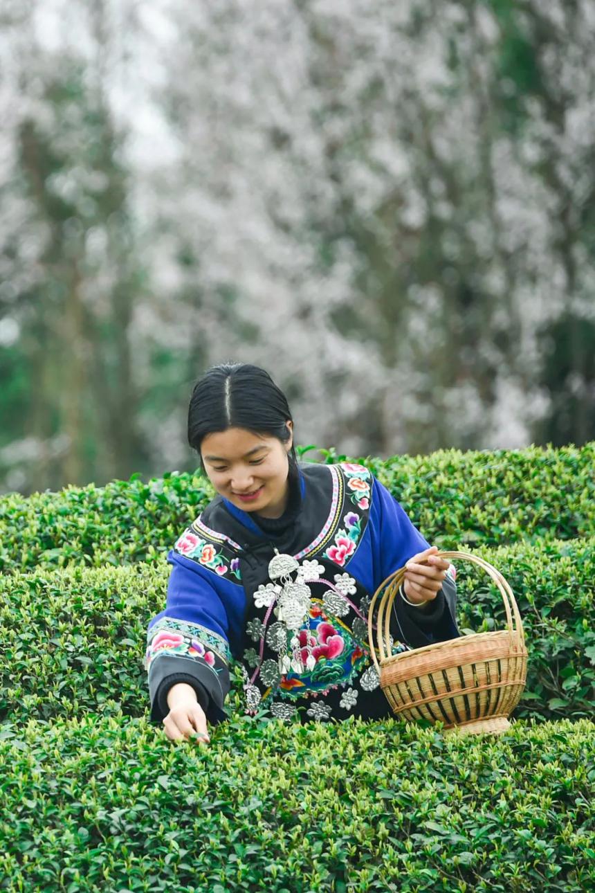 地道寻茶记-中国第一杯早春茶到底在哪里